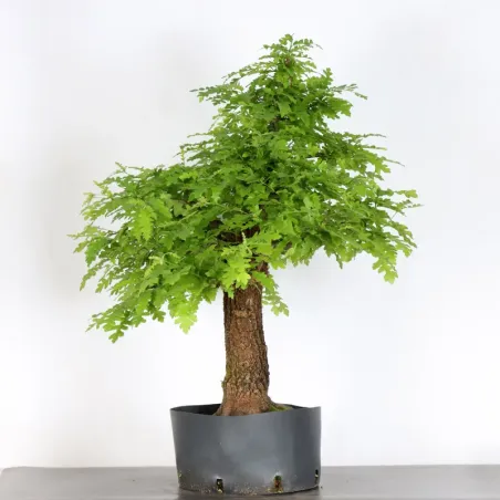 image supplémentaire - Chêne "quercus cerris" 1-6