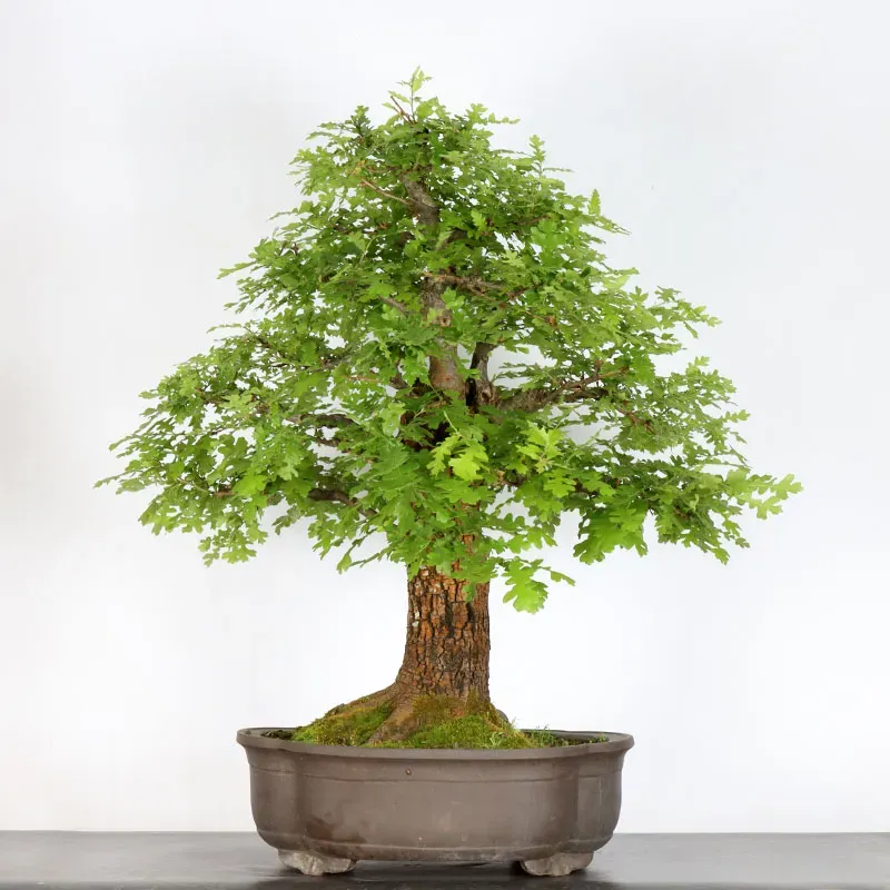 Bonsai pedunculate oak (Quercus Robur) 35 years old CHR-3-2