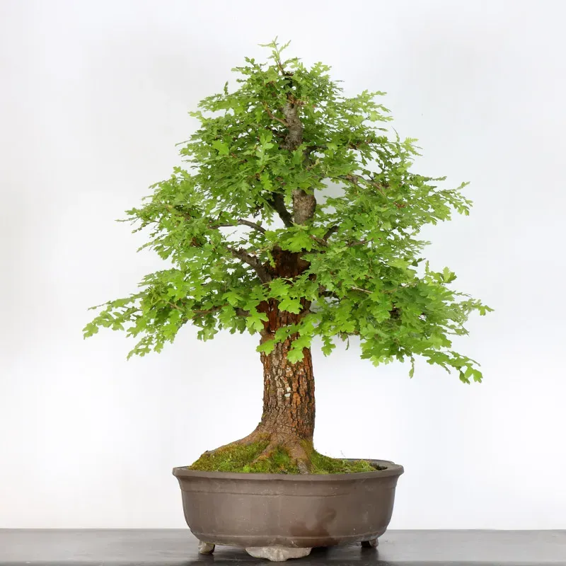 image supplémentaire - OAK BONSAI "QUERCUS CERRIS"...