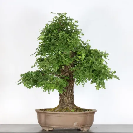 OAK BONSAI "QUERCUS CERRIS" 3-1