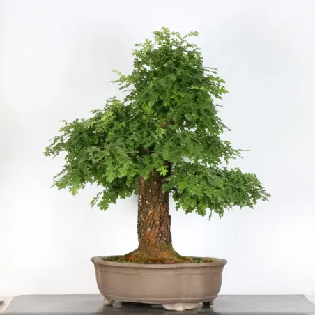 image supplémentaire - OAK BONSAI "QUERCUS CERRIS"...