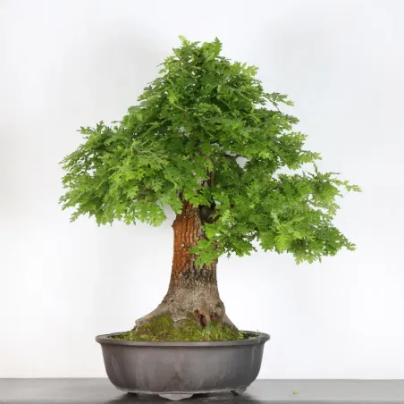 OAK BONSAI "QUERCUS CERRIS" 3-3