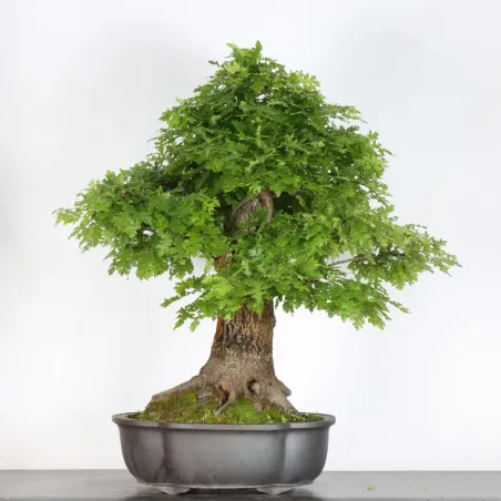 image supplémentaire - OAK BONSAI "QUERCUS CERRIS"...