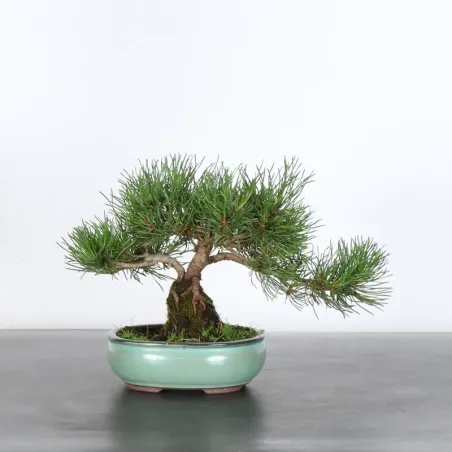 Mugo Bonsai Pine PM-1-14