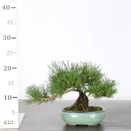 image supplémentaire - BONSAI PIN MUGO 1-14