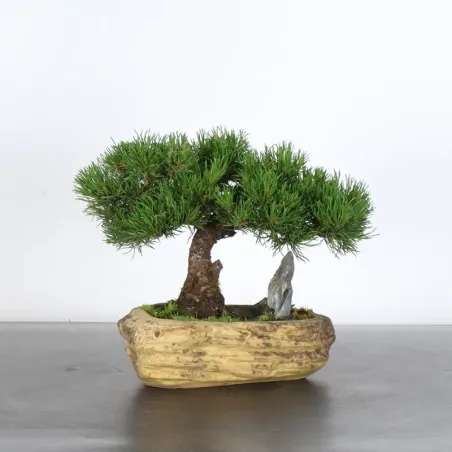 BONSAI PIN MUGO 1-19