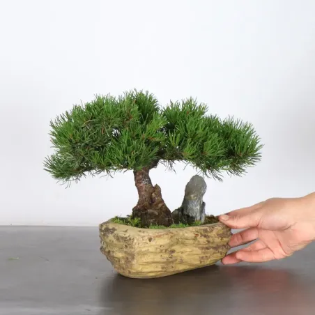 image supplémentaire - BONSAI PIN MUGO 1-19