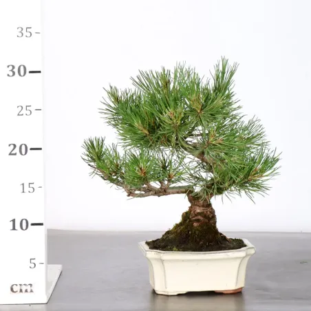 image supplémentaire - BONSAI PIN MUGO 1-20