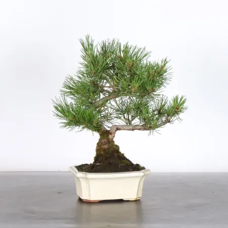 BONSAI PINUS MUGO 1-20