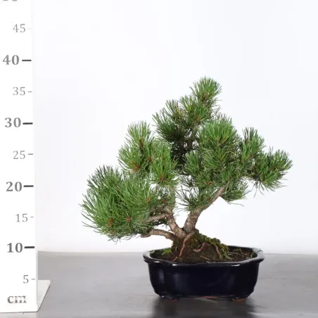 image supplémentaire - BONSAI PINUS MUGO 1-22