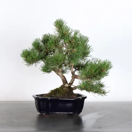 BONSAI PINUS MUGO 1-22