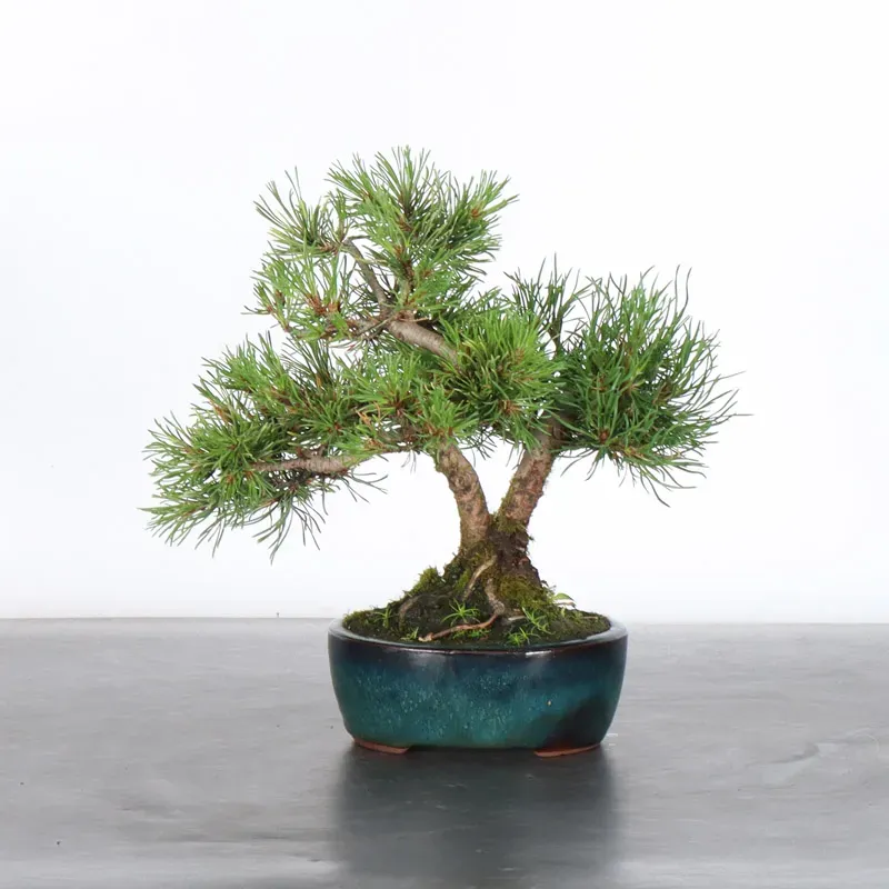 image supplémentaire - BONSAI PINUS MUGO 1-4
