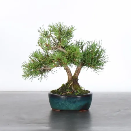 image supplémentaire - BONSAI PIN MUGO 1-4