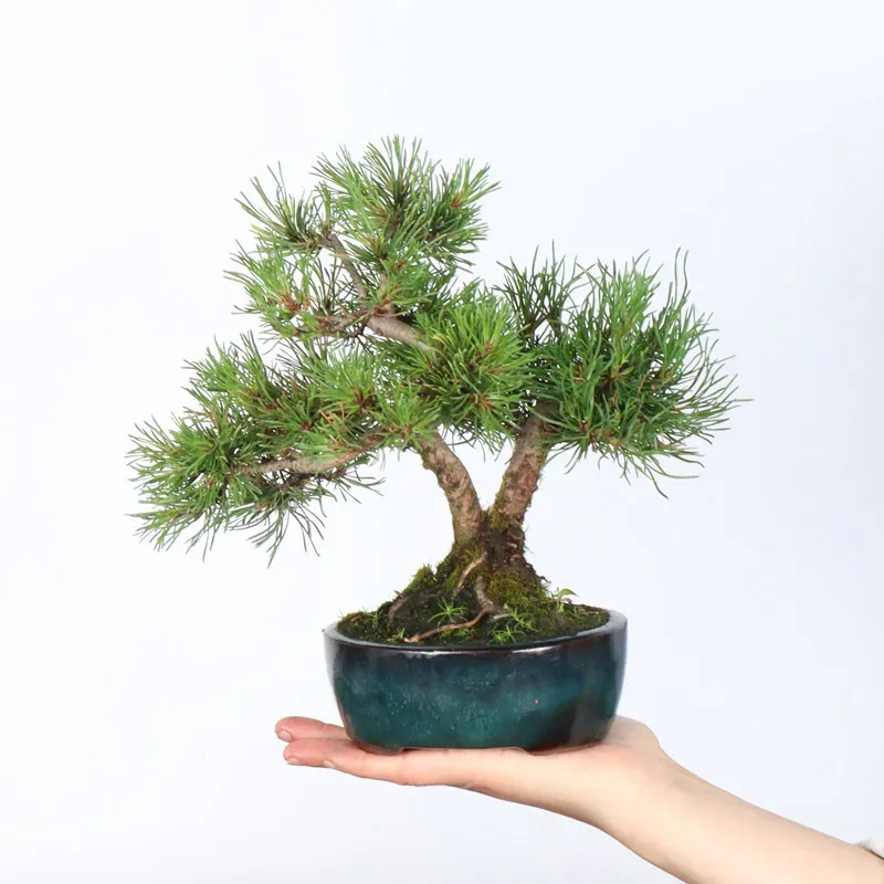BONSAI PINUS MUGO 1-4