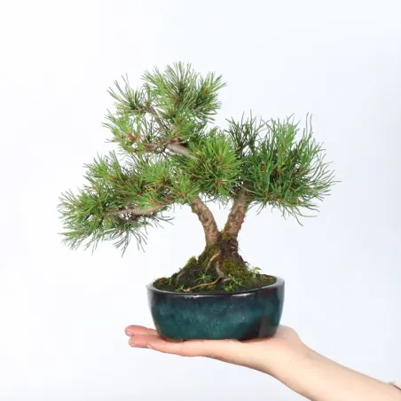 BONSAI PINUS MUGO 1-4