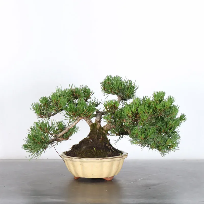 Mugo Bonsai Pine PM-1-6