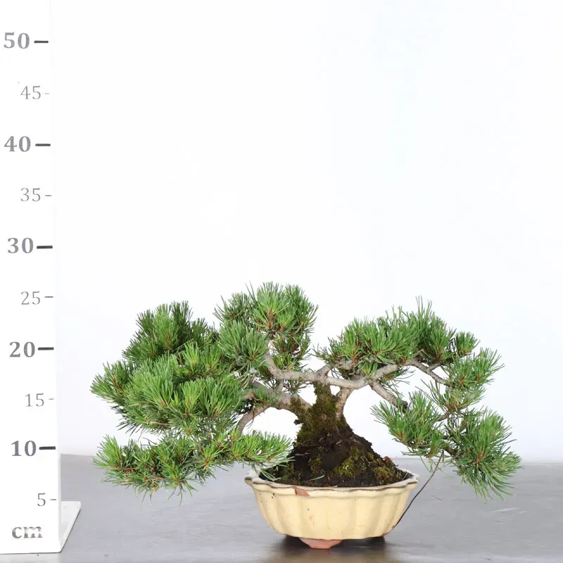 image supplémentaire - BONSAI PIN MUGO 1-6