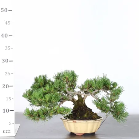image supplémentaire - BONSAI PIN MUGO 1-6