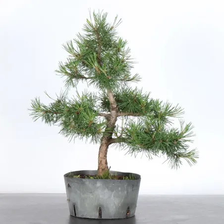PREBONSAI PINUS MUGO 3-6