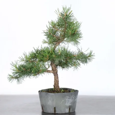 image supplémentaire - PREBONSAI PINUS MUGO 3-6