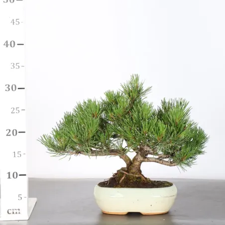 image supplémentaire - BONSAI PINUS MUGO 1-7