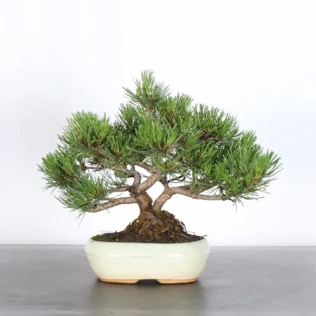 Mugo Bonsai Pine PM-1-7