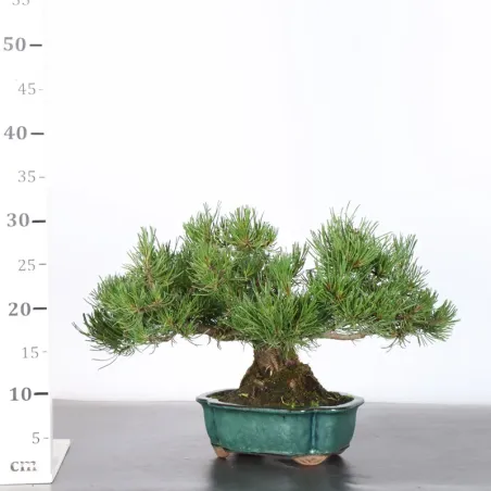 image supplémentaire - BONSAI PIN MUGO 1-8