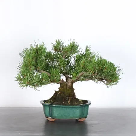 Mugo Bonsai Pine PM-1-8