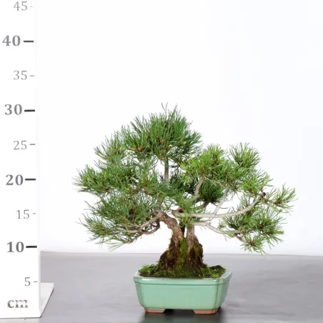 image supplémentaire - BONSAI PIN MUGO 2-10