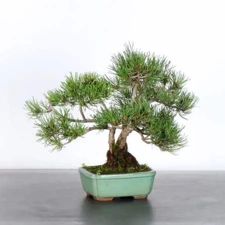 Mugo Bonsai Pine PM-2-10
