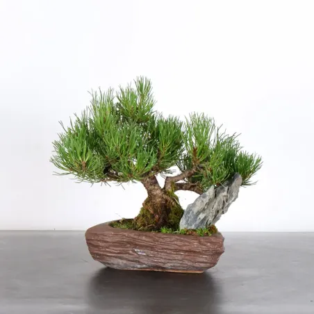 BONSAI PINUS MUGO 2-11