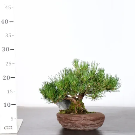 image supplémentaire - BONSAI PIN MUGO 2-11