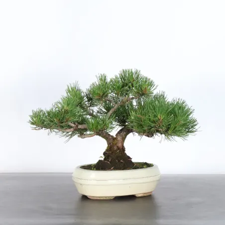 BONSAI PINUS MUGO 2-12