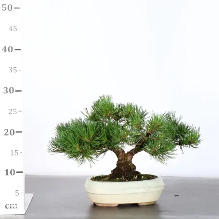 image supplémentaire - BONSAI PIN MUGO 2-12