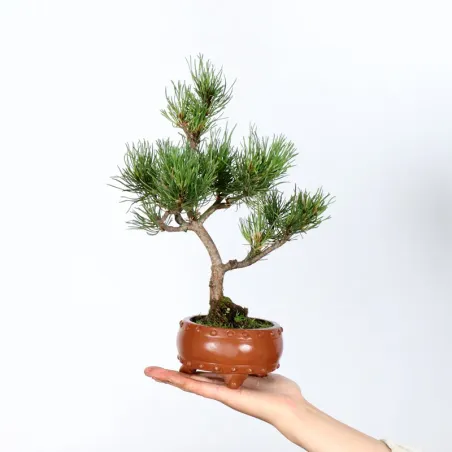 BONSAI PINUS MUGO 2-13