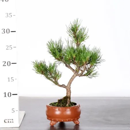 image supplémentaire - BONSAI PINUS MUGO 2-13