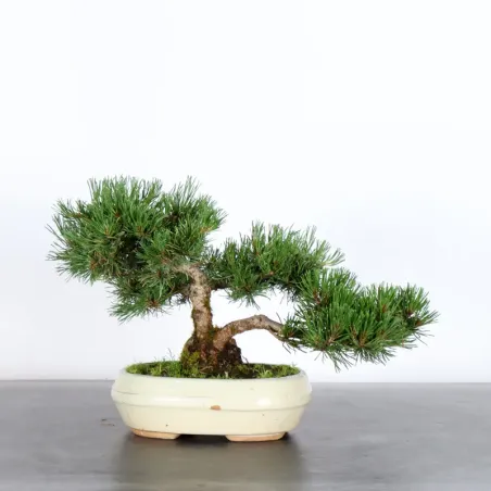 Mugo Bonsai Pine PM-2-15