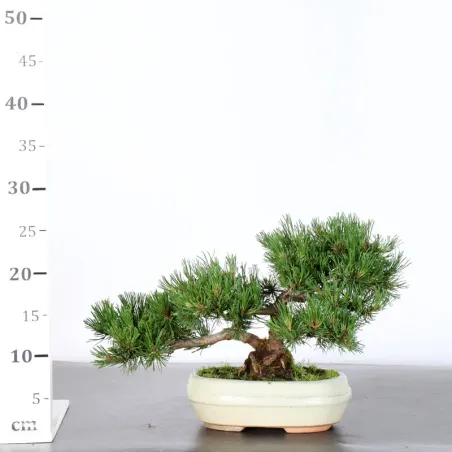 image supplémentaire - BONSAI PIN MUGO 2-15