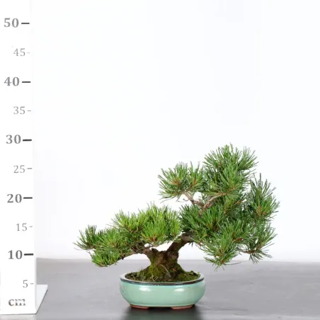 image supplémentaire - BONSAI PIN MUGO 2-16
