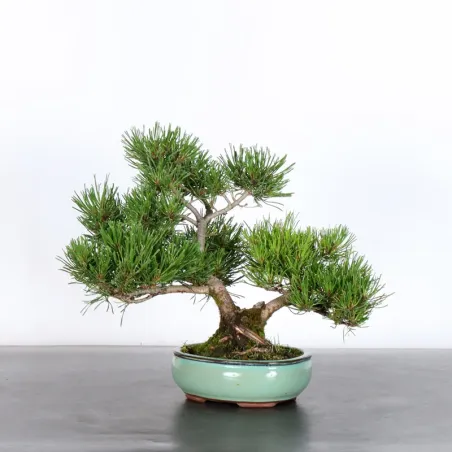 BONSAI PIN MUGO 2-16
