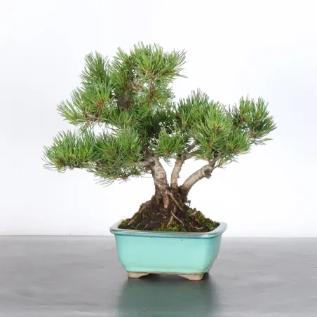 BONSAI PINUS MUGO 2-17