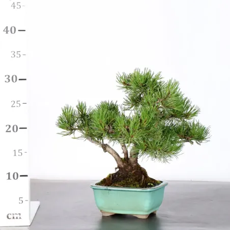 image supplémentaire - BONSAI PINUS MUGO 2-17