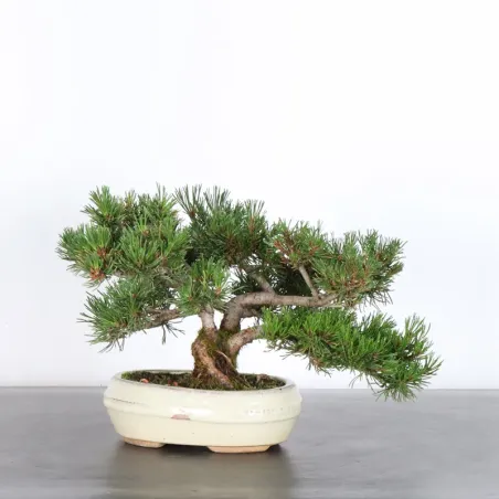 BONSAI PINUS MUGO 2-18