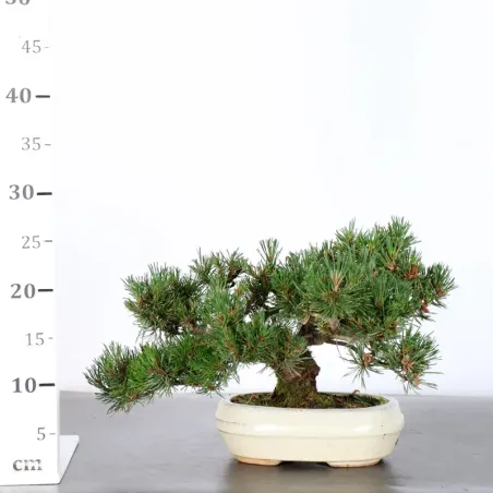 image supplémentaire - BONSAI PIN MUGO 2-18