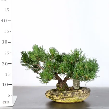 image supplémentaire - BONSAI PIN MUGO 2-19
