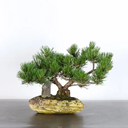 BONSAI PIN MUGO 2-19