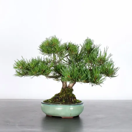 BONSAI PINUS MUGO 2-21