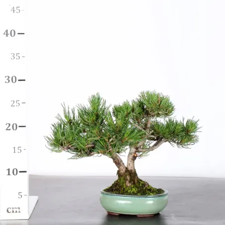 image supplémentaire - BONSAI PIN MUGO 2-21