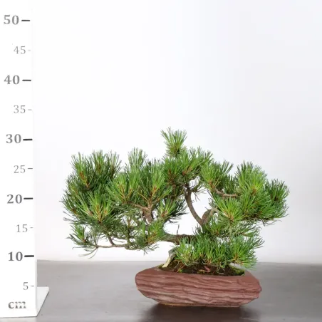 image supplémentaire - BONSAI PINUS MUGO 2-23