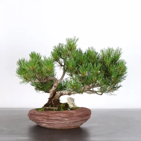 BONSAI PIN MUGO 2-23